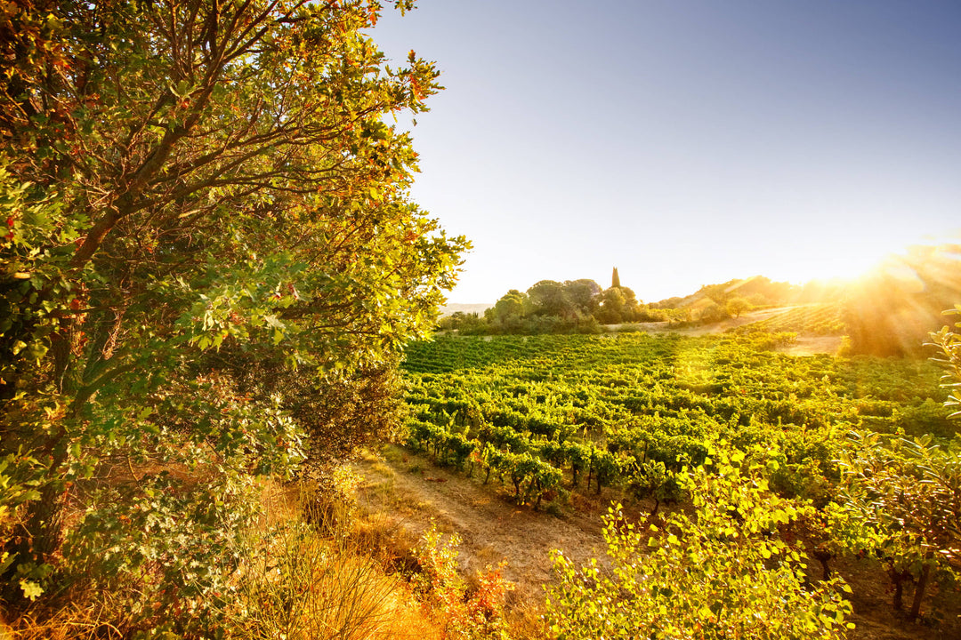 L'excellence de la Biodynamie