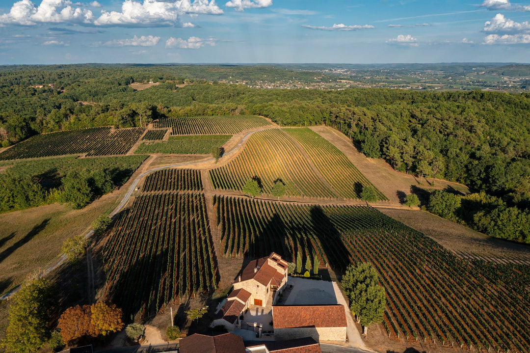 Vin Doux : Découvrez l'Art de l'Équilibre Sucré en Bouteille